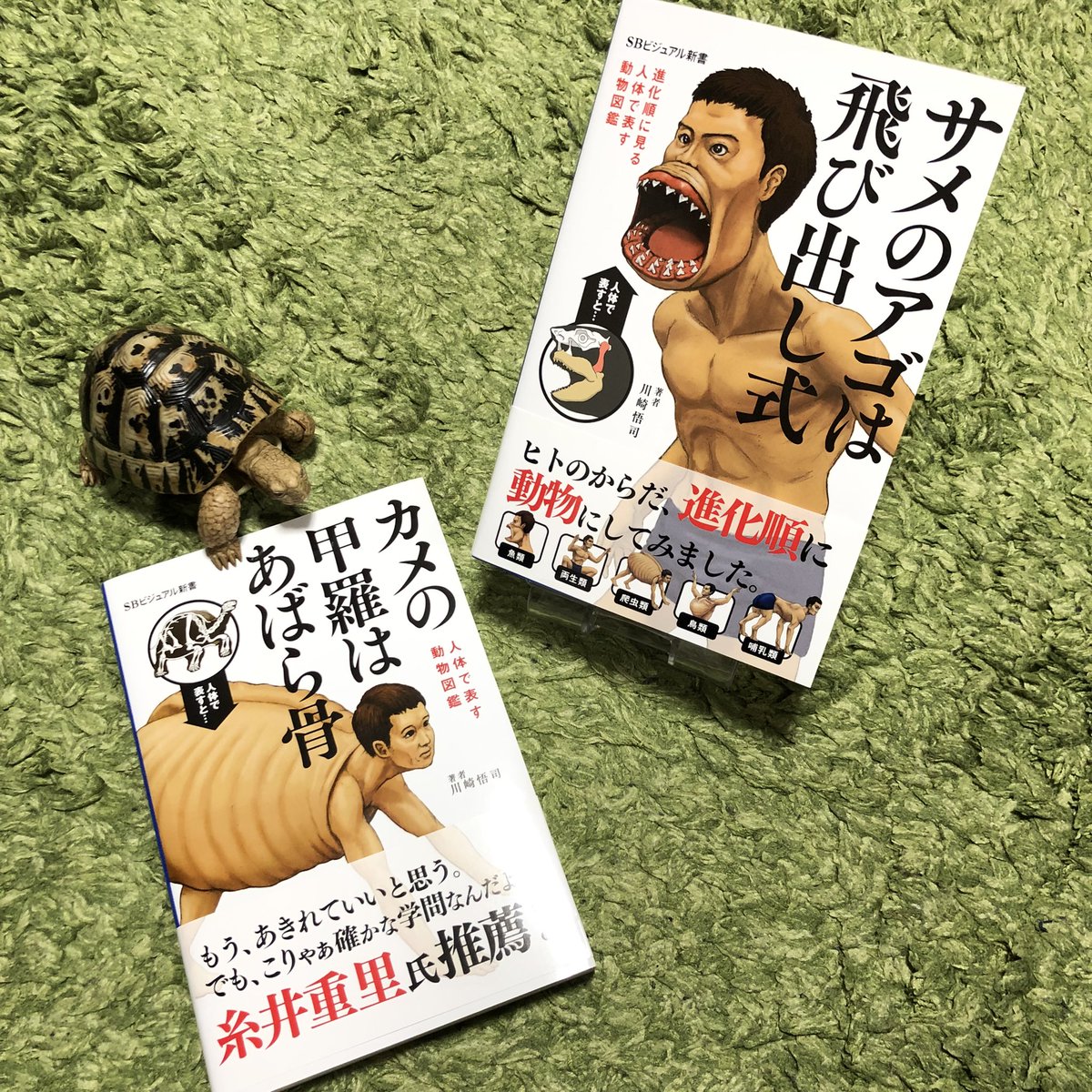 カメの甲羅はあばら骨 Twitter પર શ ધ カメの甲羅はあばら骨 Twitter પર શ ધ