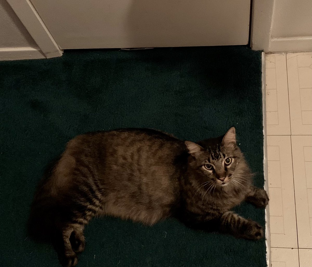 S_Ochoa_Writing's tweet photo. Guess who made himself at home… #NotMyCat #Liefer #NeighborCat https://t.co/ClrSxxKdAF