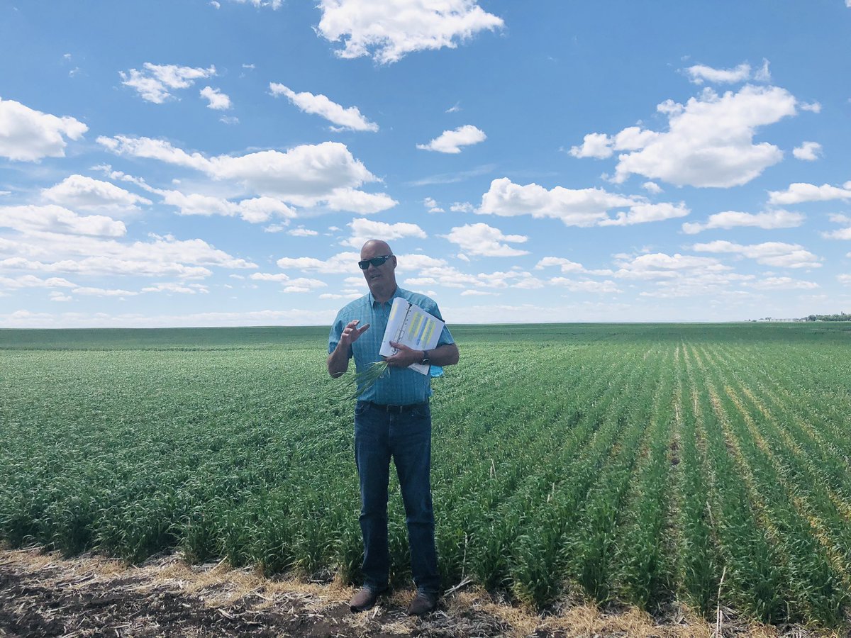 Beauty day for a field tour of new canola hybrids and hybrid wheat #basf #ideltis #invigor