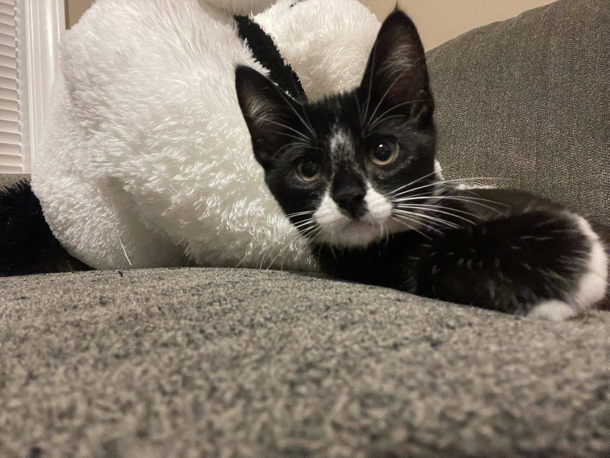 _MelodyBrooke's tweet photo. Twitter: meet my kitten, Daffy 😍 https://t.co/YEFCqXI34b