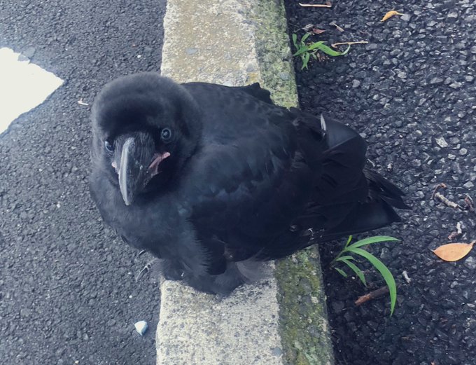 カラス 高画質 のtwitterイラスト検索結果 古い順 カラス 高画質 のtwitterイラスト検索結果 古い順