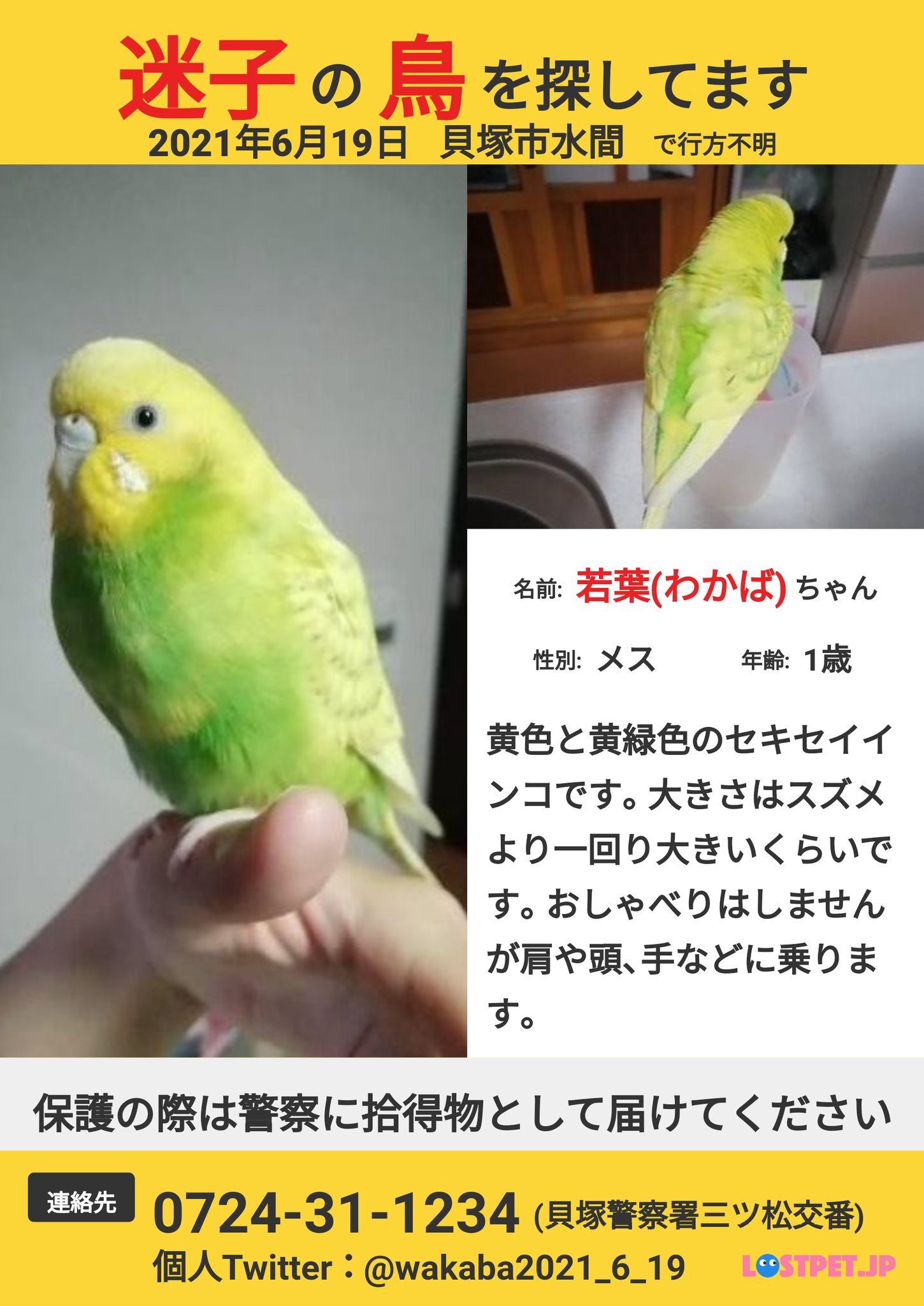 若葉 わかば 大阪 迷子 我が家のセキセイインコが迷子になって1週間が経ちました 知らない人の肩でも乗る子なので誰かに保護されていると信じています 保護した 目撃した 拾った等ご近所の伝聞でも構いませんのでご一報ください ネットされてないお