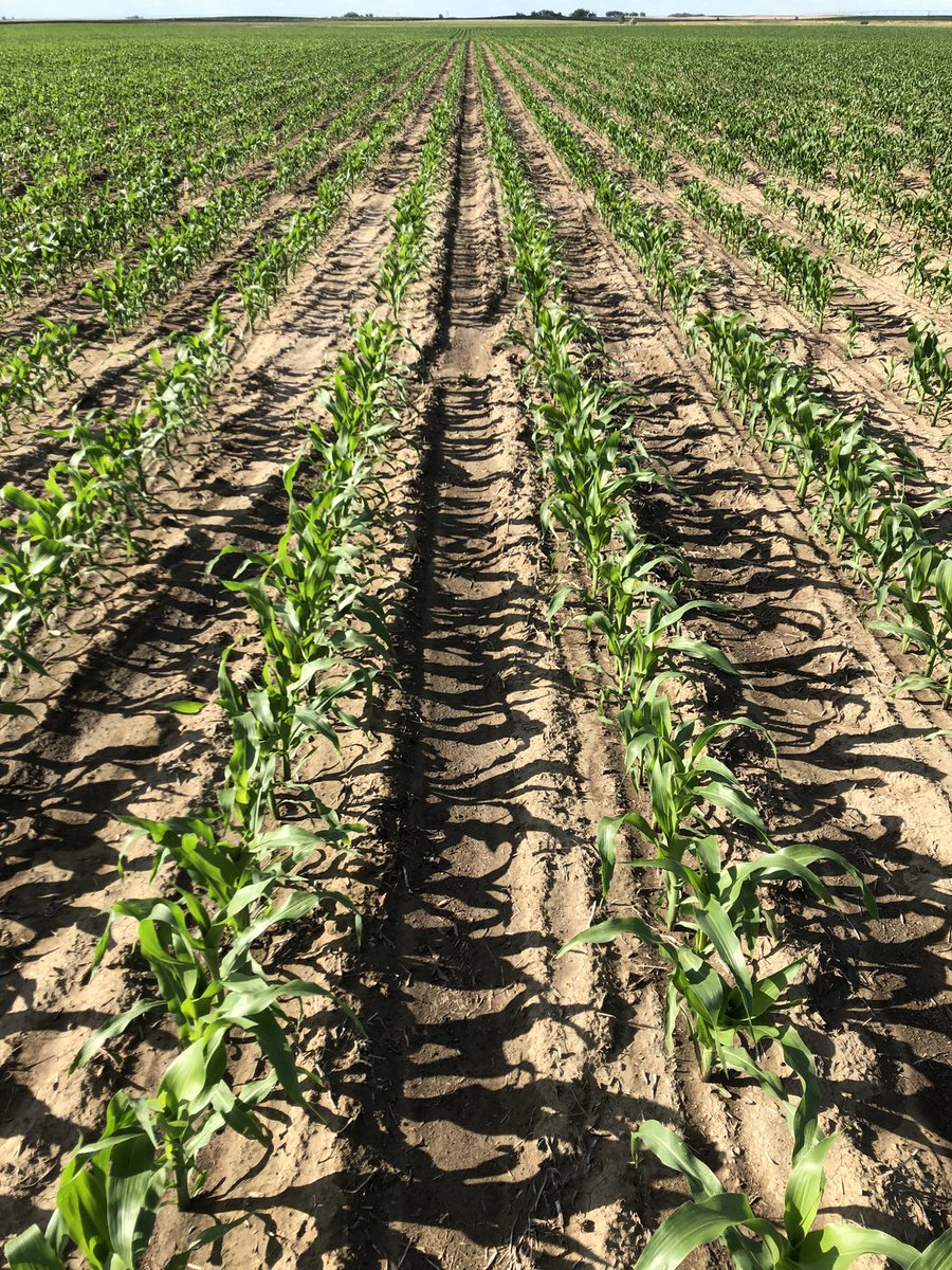 Greg gingera tweet media