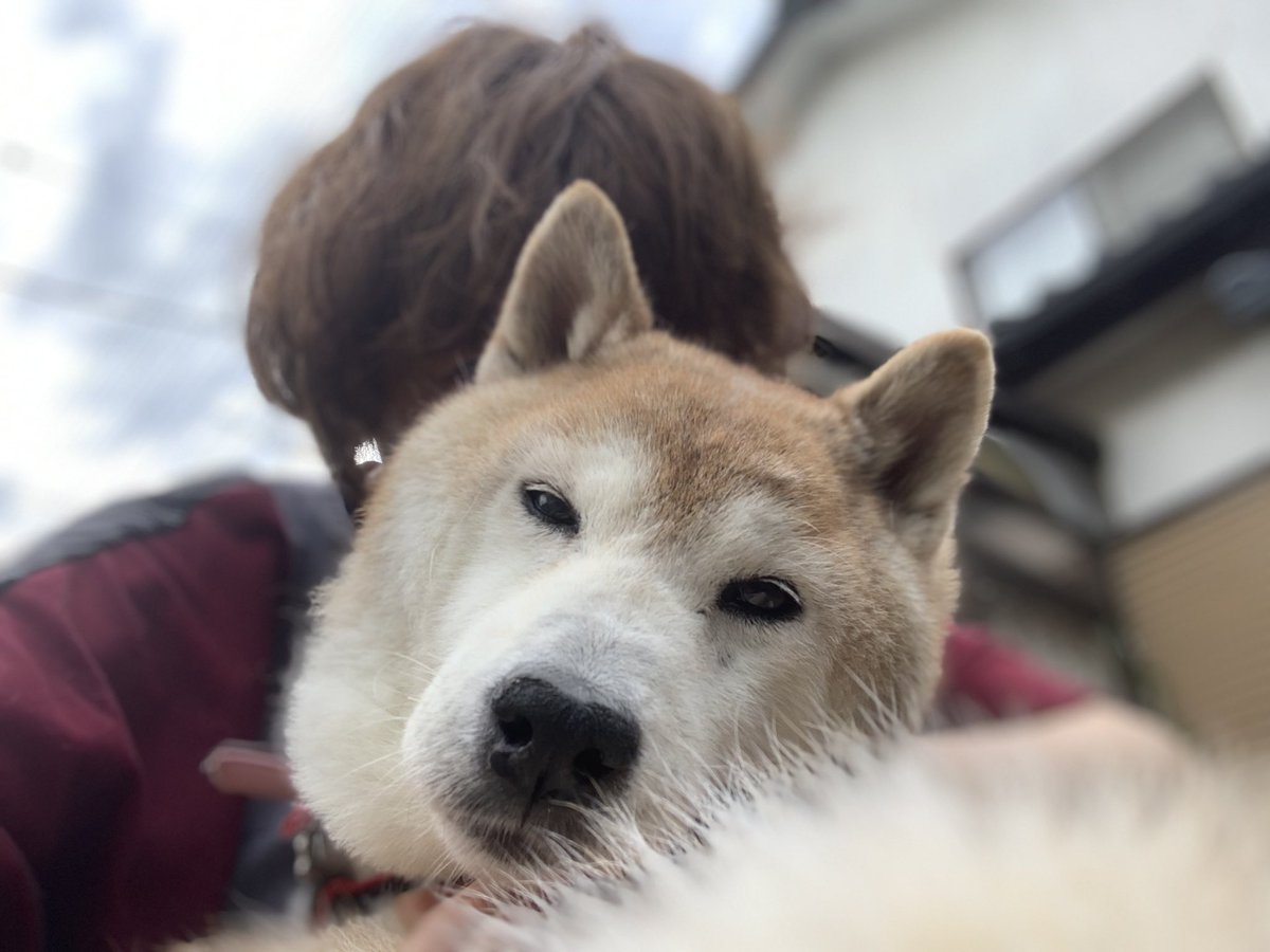 サナエ しゃんぽーそろそろかな だってちょっと夏柴のいいかほりがしてきたんですもの クンクン 前庭疾患後はしゃんぽーしてない しゃんぽー嫌いだし 辛いかな とか 具合が悪くなったらと思うと怖くて お腹もバリカンしてサッパリしてあげたいけど サナエ しゃんぽーそろそろかな だってちょっと夏柴のいいかほりがしてきたんですもの クンクン 前庭疾患後はしゃんぽーしてない しゃんぽー嫌いだし 辛いかな とか 具合が悪くなったらと思うと怖くて お腹もバリカンしてサッパリしてあげたいけど