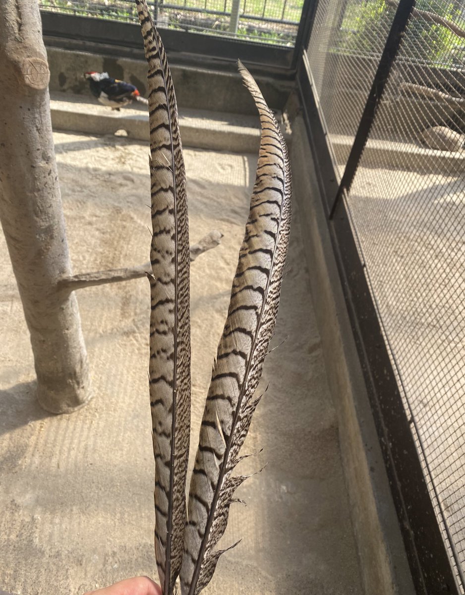kumamotocityzoo's tweet photo. キジ舎より

オスたちの姿に変化が…！？

綺麗だった羽が抜けてきました！
恋の季節(繁殖期)が終わり、キジたちは次のシーズンの準備に向けて換羽(かんう)を始めます🪶✨

尾羽がない姿が見られるのも今だけ🌟
写真はギンケイのオスです

#熊本市動植物園　#キジ　#キジ舎　#ギンケイ https://t.co/EN8lxsTGmM