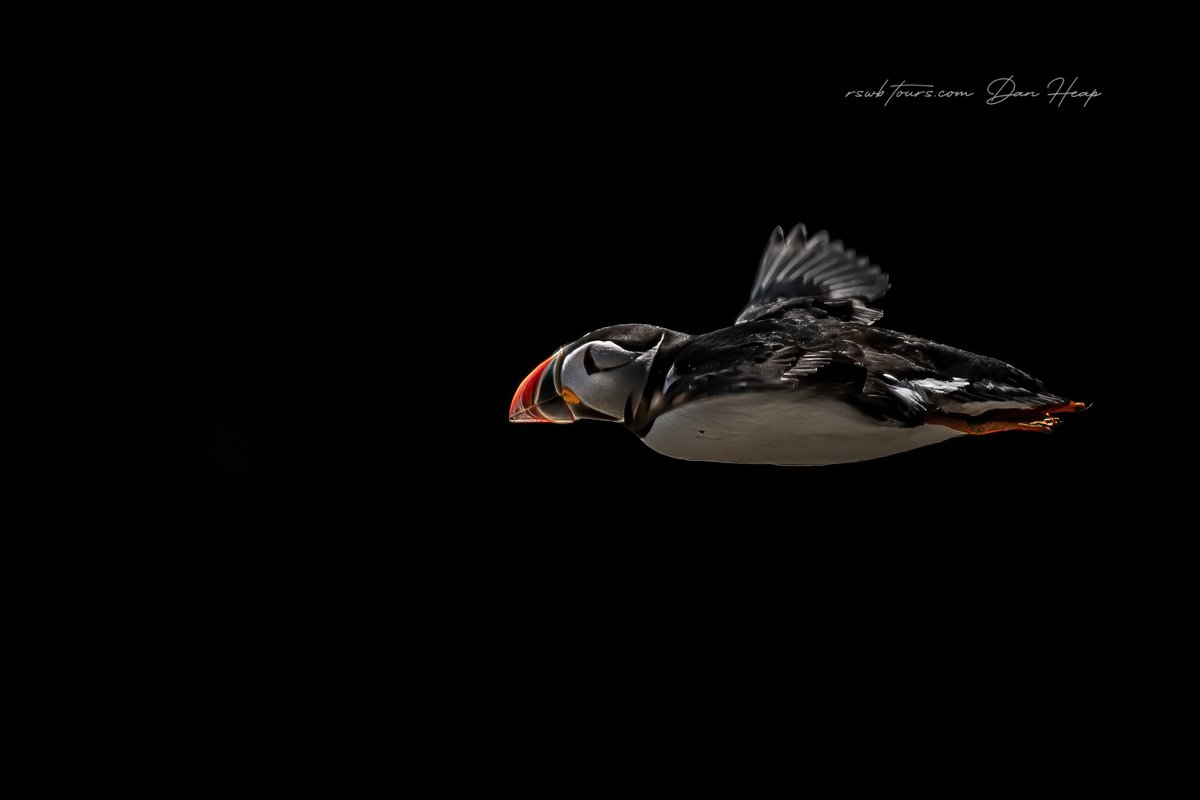 Finally finished sorting and editing photos from the Saltees last weekend, and here's some of my favourites. Gannets, Puffins and Razorbills are just some of the seabirds who nest there. 

<a href="/RSWBtours/">RSWBtours</a> <a href="/BBCEarth/">BBC Earth</a> #Puffin #Gannet #Seabird #Wexford #IrishWildlife #Seabird