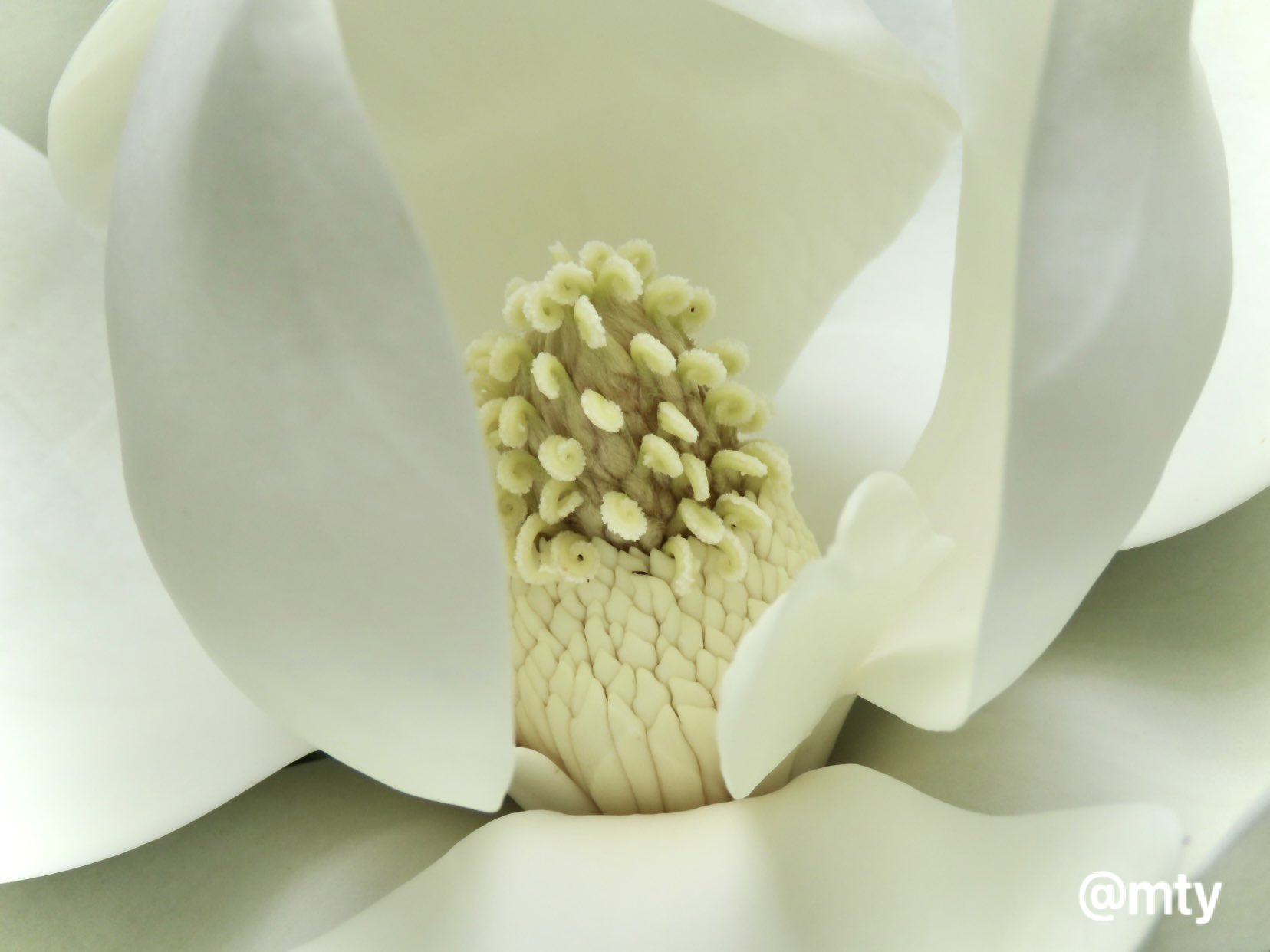 もとゆきこ ペン画 タイサンボク 泰山木 の花言葉は 前途洋々 だそうです この力強さ 堂々とした佇まい 人を誘うような甘い香り で まんまと引き寄せられました それにしても 美しい 夏の訪れを感じました 植物好き タイサンボク
