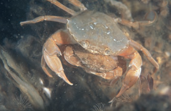 soortvandedag's tweet photo. Omdat het flinke vloed geweest is doen we een paar #schaaldieren als #soortvandedag de #gewonezwemkrab #Liocarcinusholsatus en de #strandkrab #Carcinusmaenas
Allebei hebben ze een rugschild dat iets breder dan lang is met aan de buitenkanten van beide ogen vijf puntige tanden. https://t.co/BXdFd1J0EH