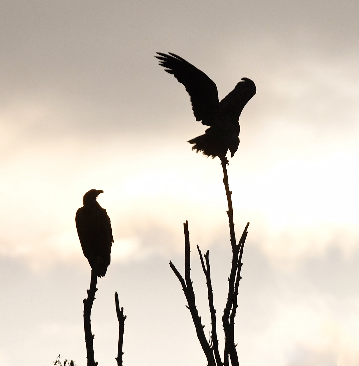 #zeearend #beleefdelente @manopdedijk <a href="/vogels/">Mark Vogels</a> <a href="/ijsseldelta/">IJsseldelta</a> <a href="/zeearend/">Jan</a> @whitetailedeagle @vogelvaartochten Mooi de reactie als er plotseling een gierzwaluw de zeearenden passeert.