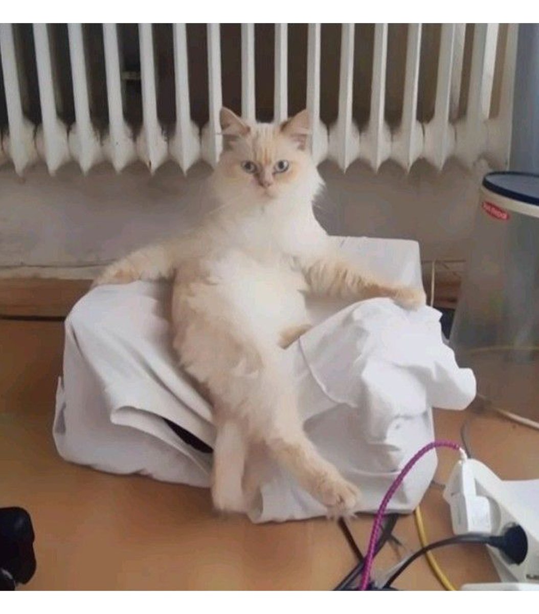 gentleeeeeeecat's tweet photo. I said KNEEL https://t.co/WqNd2ZYxTy
