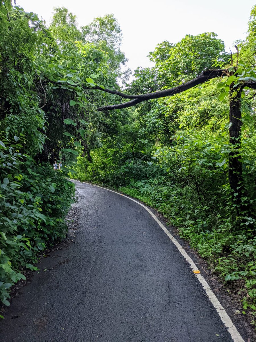 BarasaraJignesh's tweet photo. This green is right inbetween the #city of #mumbai and #MumbaiRains ignites #aarey #colony #green #greenkeeping #greenscreen #mumbaimonsoon #Sustainable #calm #peaceful #environnement #EnvironmentalJustice keep it here! #mumbailocal #ESG #ESGreport #GreenWaveSaveTogether https://t.co/4wu9jaI4RD