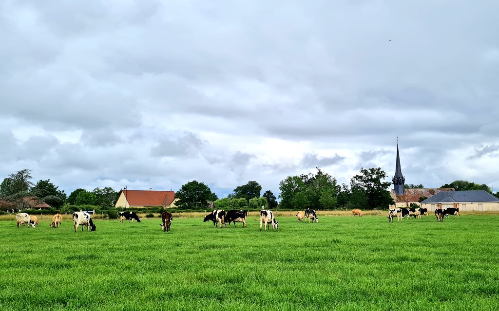 AgriSkippy's tweet photo. Si toi aussi, tu aimes voir les vaches, reines de nos campagnes, continuer à paître paisiblement dans nos villages, tu peux RT ce tweet.

Tu peux aussi acheter un peu plus cher ta bouteille de lait pour une filière qui garantit le pâturage 😌 https://t.co/Mgfqz9ihMG
