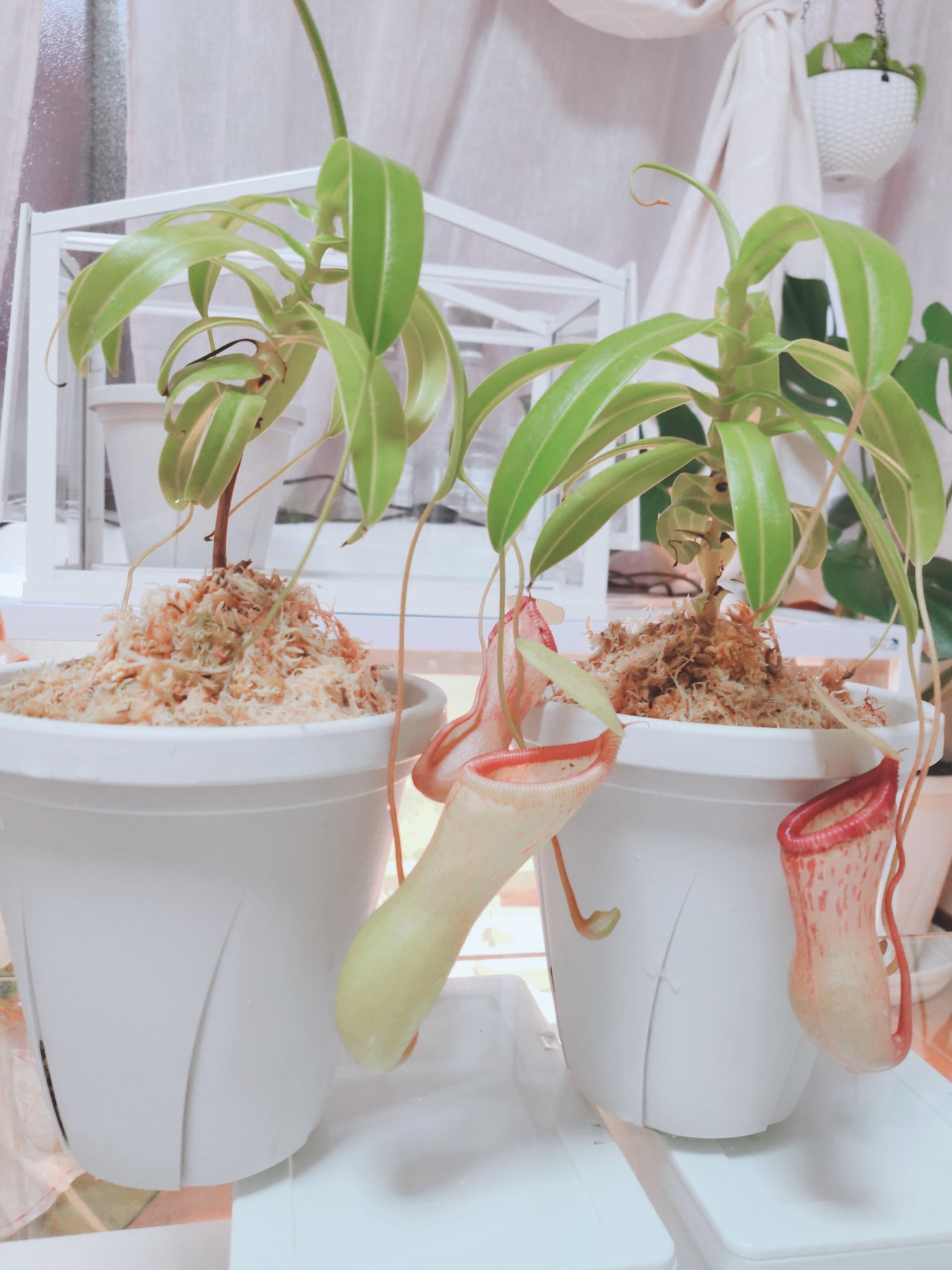 涼 ウツボカズラことネペンテス ひとまずベントリコーサの植え替えをしました 週明けにアラタの植え替え T Co Gqaiumilwi Twitter