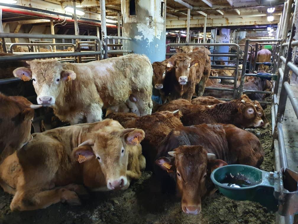 Act4AnimalsEU's tweet photo. 🚢 #Elbeik, #KarimAllah + the #SuezCanal blockage in which livestock vessels were stranded exposed that transports via sea are unpredictable and cruel.

With @VIERPFOTEN we ask @EUCouncil to call for a ban on #LiveTransport via sea in its Conclusions to finally end #LiveExport. https://t.co/IFvE8zifcq