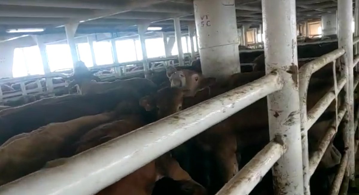 Act4AnimalsEU's tweet photo. 🚢 #Elbeik, #KarimAllah + the #SuezCanal blockage in which livestock vessels were stranded exposed that transports via sea are unpredictable and cruel.

With @VIERPFOTEN we ask @EUCouncil to call for a ban on #LiveTransport via sea in its Conclusions to finally end #LiveExport. https://t.co/IFvE8zifcq