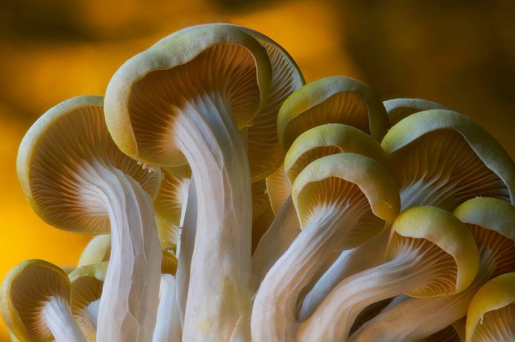 52frames's tweet photo. ✨These „Golden Oyster Mushrooms“
were shot by Mary Owens for this week’s challenge #52Frames_macro. Congrats on the feature Mary
🌟 25/2021
🌟Theme: Macro 
🌟Selected by @britta_dietze
🌟Check out the entire album at https://t.co/yp7dnKHlBJ
🌟Do you … https://t.co/EQacqlCVYv https://t.co/S6Us5Os01W