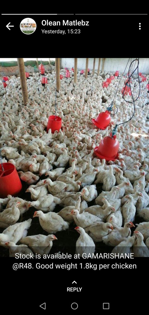 Canithy's tweet photo. LeaAgri at your service.
Stock price R48
Good weight 1.8kg 🐔 
Make a turn at Ga-Marishane.
One stop... We have chicken feeds also. 👌 
#agriculture
#foodsecurity
 #DJSBU https://t.co/s5wCshB8l9