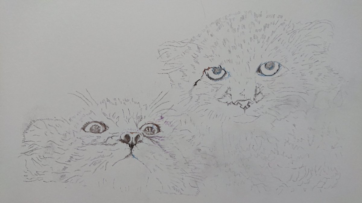 Twoucan マヌルネコ の注目ツイート イラスト マンガ