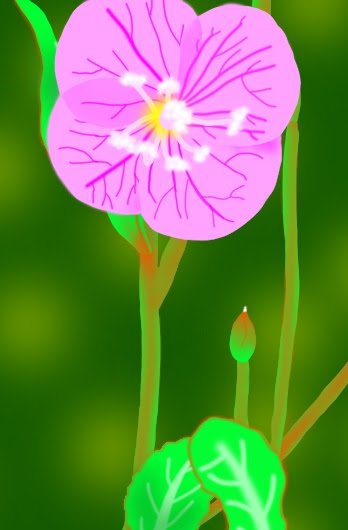 月見草の花 Twitter Search Twitter