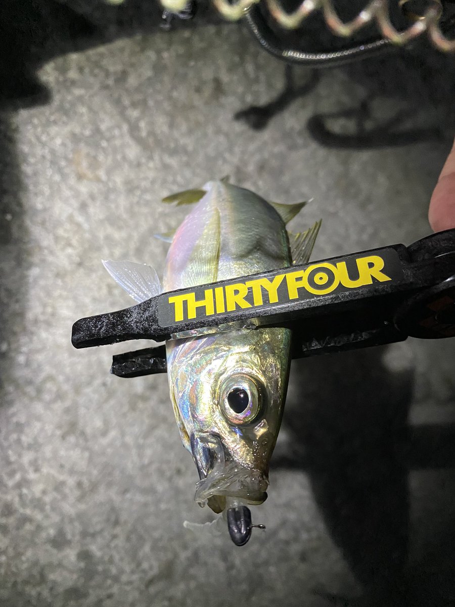 鯵遊 Uexji7rws57nlai Twitter