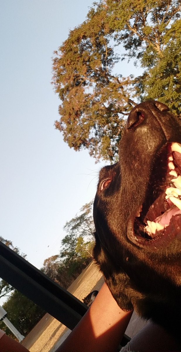 só pra deixar registrado a foto do parceiro que mais sinto sdd