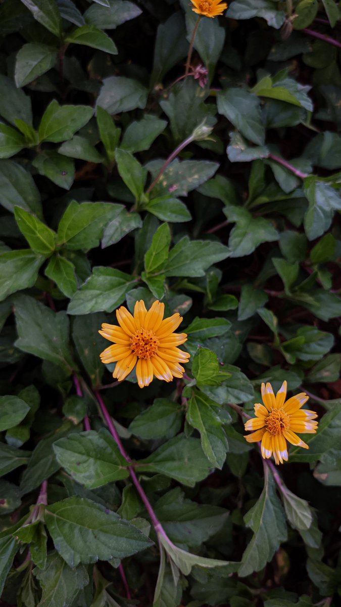 manncyclopedia's tweet image. #Flowers