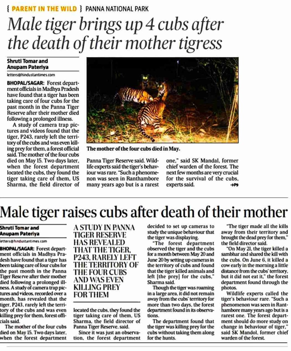 Male tiger brings up4 cubs after the deaths of thier mother tigress 

A study in Panna Tiger Reserve has revealed that the tiger P243 rarely left the territory of the four cubs and was even killing prey for them  

#JansamparkMP