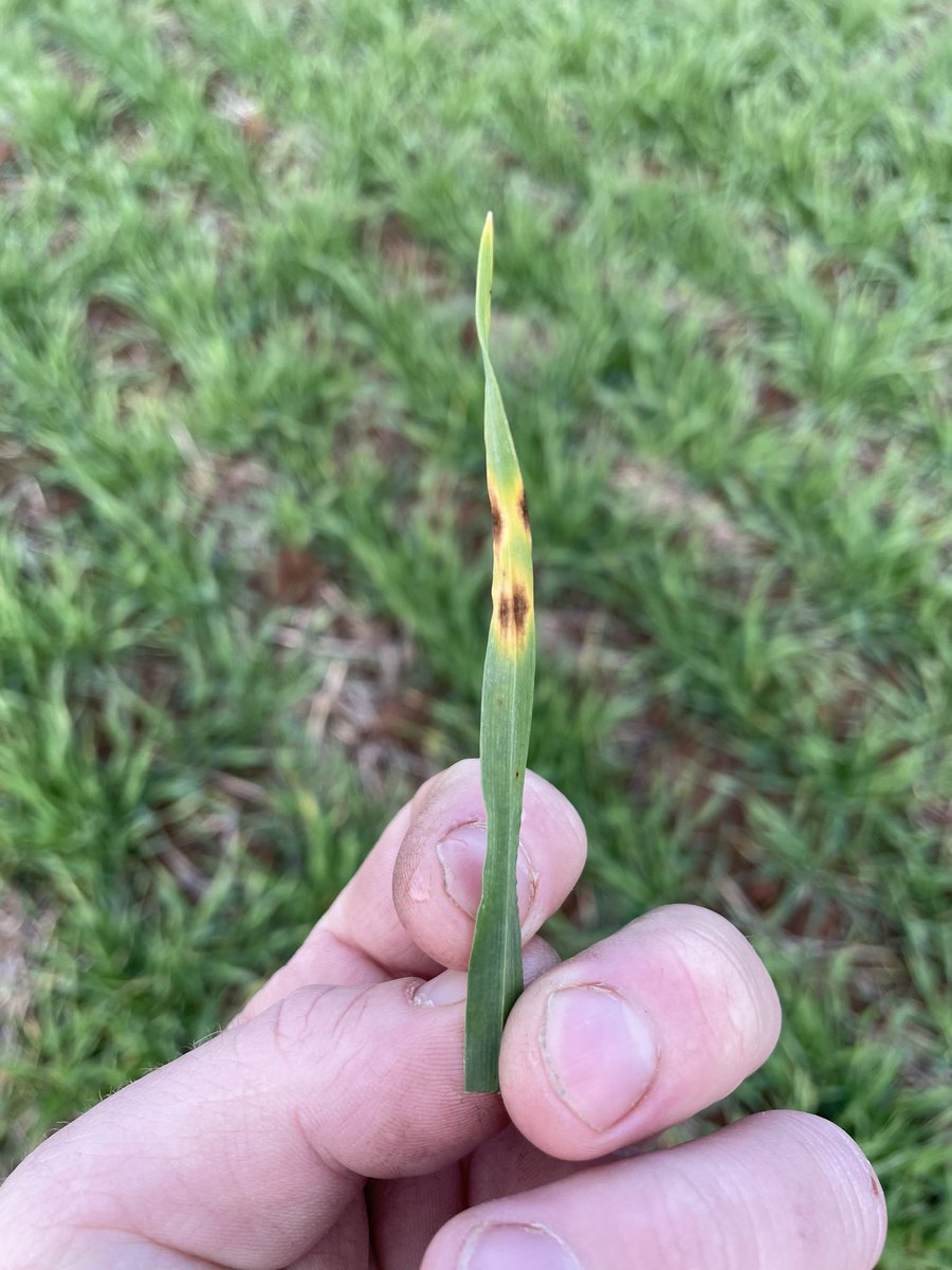 ASK TWITTER AGRONOMY : leaf disease (I think) in planet barley. Can someone help a novice identify the disease? Thanks in advance