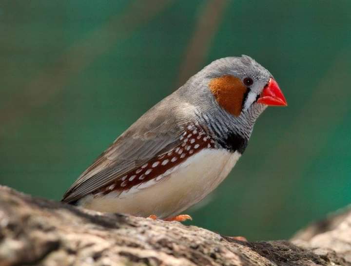 coolfinesse's tweet photo. "This beautiful bird is known as the 'Anambra Waxbill', it is one of #Nigeria's Endemic species.
A 12cm long bird with a dun-coloured finch, peculiar to Southern Nigeria and can't survive/be found anywhere else on earth."
#WildlifeNG https://t.co/a2BvRgAlSt