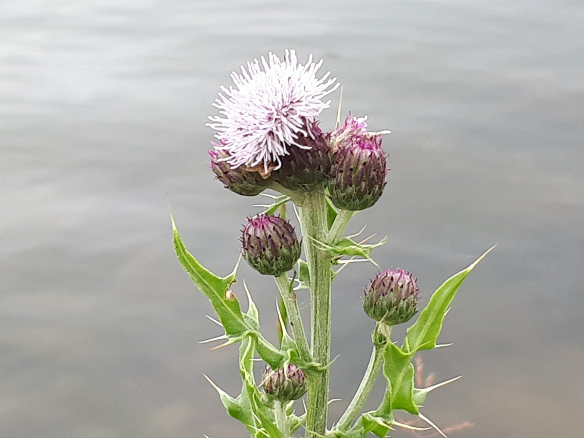 DietermanTjark's tweet photo. Met deze stekelige maar mooi gekleurde #distels in de #Elsterbuitenwaard aan de #Nederrijn wens ik jullie een hele fijne kleurrijke zaterdag toe🙂. #natuur #landschap #zomer #distel #ElstUt https://t.co/Y56EWh3i74