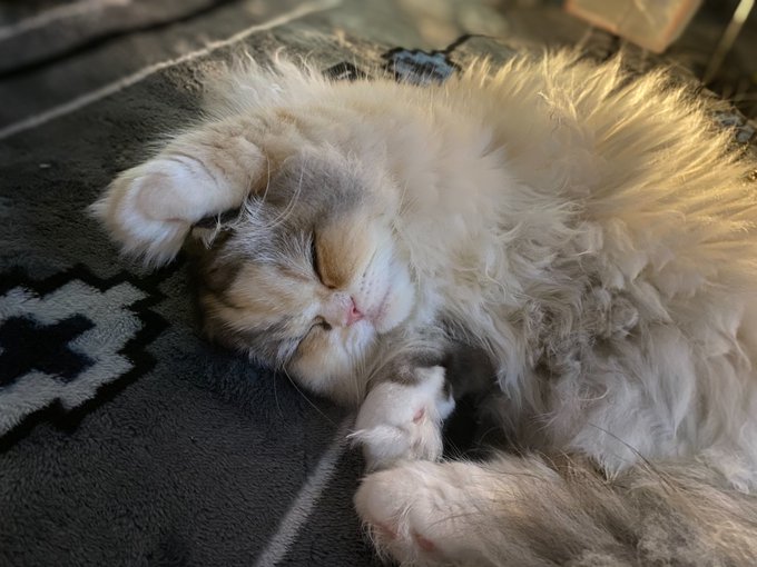 ãªã«ãã®å¯æ¹