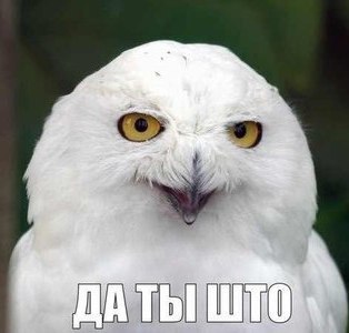 vlad dovgopol tweet media