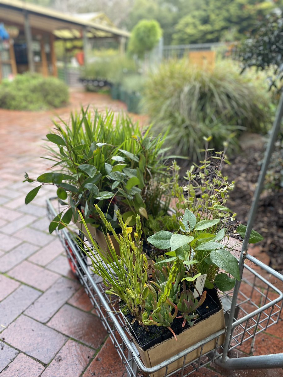 ProjReimaginate's tweet image. Getting ready to fill our outdoor classroom with native plants from State Flora nursery. 

#ProjReimaginate