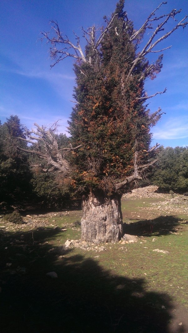 arboles_magicos's tweet image. Este Taxus baccata de &quot;La foret domanial&quot; de zerrouka en Bouytkhoukhne, Meknès-Tafilalet, Marruecos germinó el año 350 a. C. ± 50, lo que da una edad actúal de 2371 ± 50 años.
📸 Monumental trees.