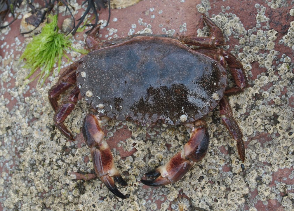 SeabirdCentre's tweet photo. We have 4 spaces opened up on our #RockpoolRamble tomorrow as part of the brilliant #EdiSciFest - all the other dates are SOLD OUT!

Join us to discover the amazing #wildlife that can be found in the rockpools of #NorthBerwick. 

📌BOOK👇
https://t.co/Nca40LpV4u https://t.co/OoIzlqCwdb