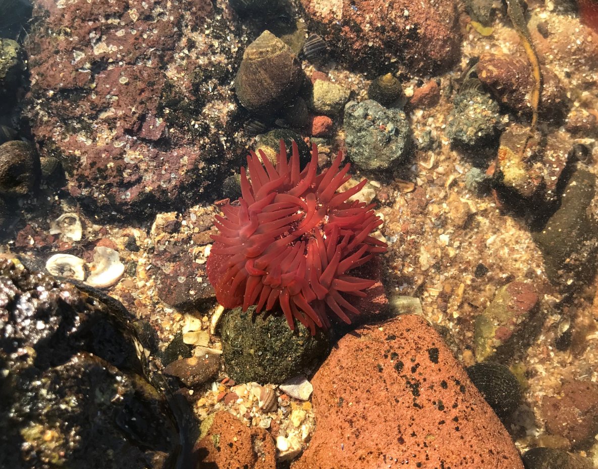 SeabirdCentre's tweet photo. We have 4 spaces opened up on our #RockpoolRamble tomorrow as part of the brilliant #EdiSciFest - all the other dates are SOLD OUT!

Join us to discover the amazing #wildlife that can be found in the rockpools of #NorthBerwick. 

📌BOOK👇
https://t.co/Nca40LpV4u https://t.co/OoIzlqCwdb