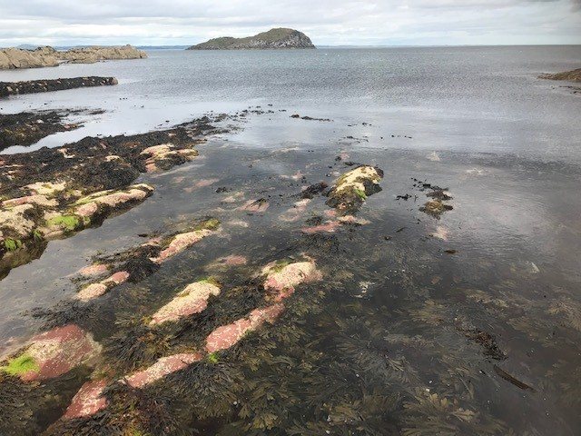 We have 4 spaces opened up on our #RockpoolRamble tomorrow as part of the brilliant #EdiSciFest - all the other dates are SOLD OUT!

Join us to discover the amazing #wildlife that can be found in the rockpools of #NorthBerwick. 

📌BOOK👇
ow.ly/vWon50FiDZc