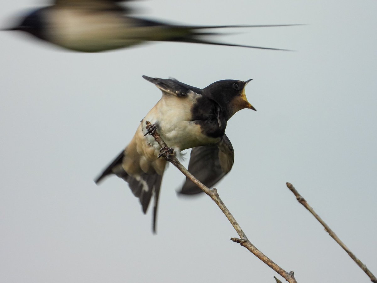 Young Swallow being fast fed #p1000 #birdlovers #birdwatching #ukbirdphotography #wildlife #birdphotography