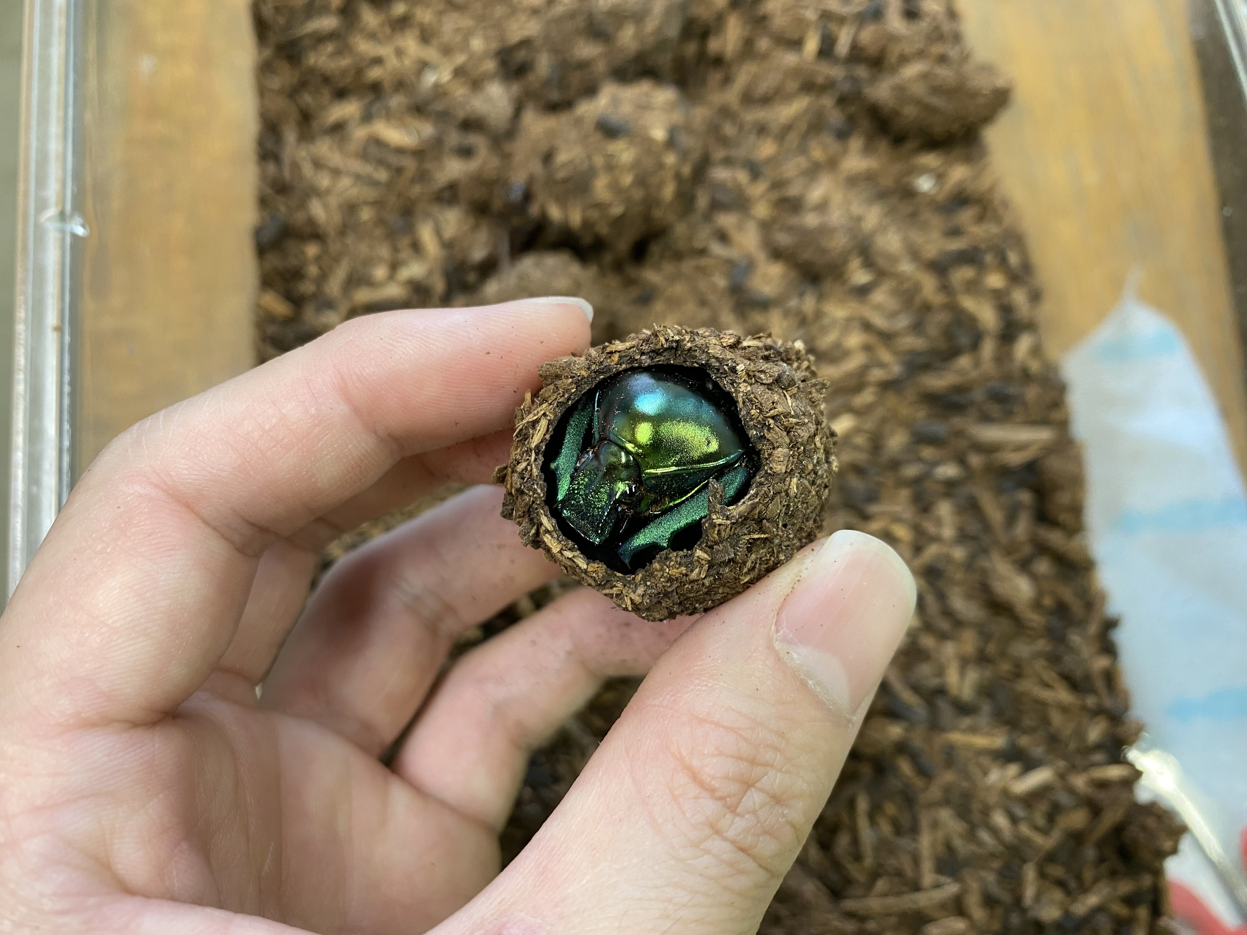 流行り の ブランド  ラリック 黄金虫 スカラベ オレンジブロンズ クリスタルガラス ガラス