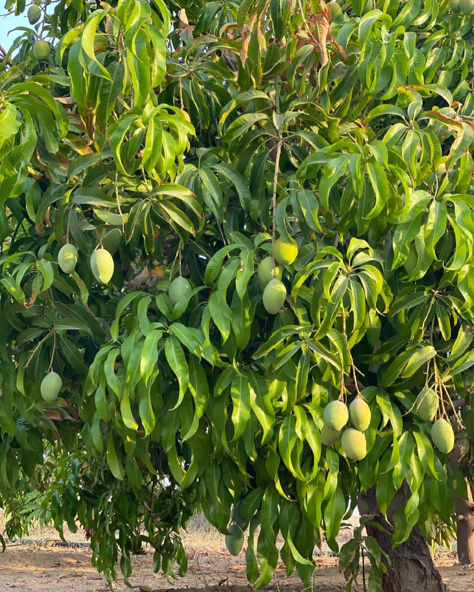 #صباح_الخير #مانجو_أملج 

تأملوا التفاصيل اللطيفة🥭🧡
واستمتعوا بالمذاق اللذيذ😋

✔️نسعد بخدمتكم للطلب من المتجر الإلكتروني 🔰

umlujmango.com
#مهرجان_مانجو_أملج
#تستحق_التجربة
#أملج
#روح_السعودية