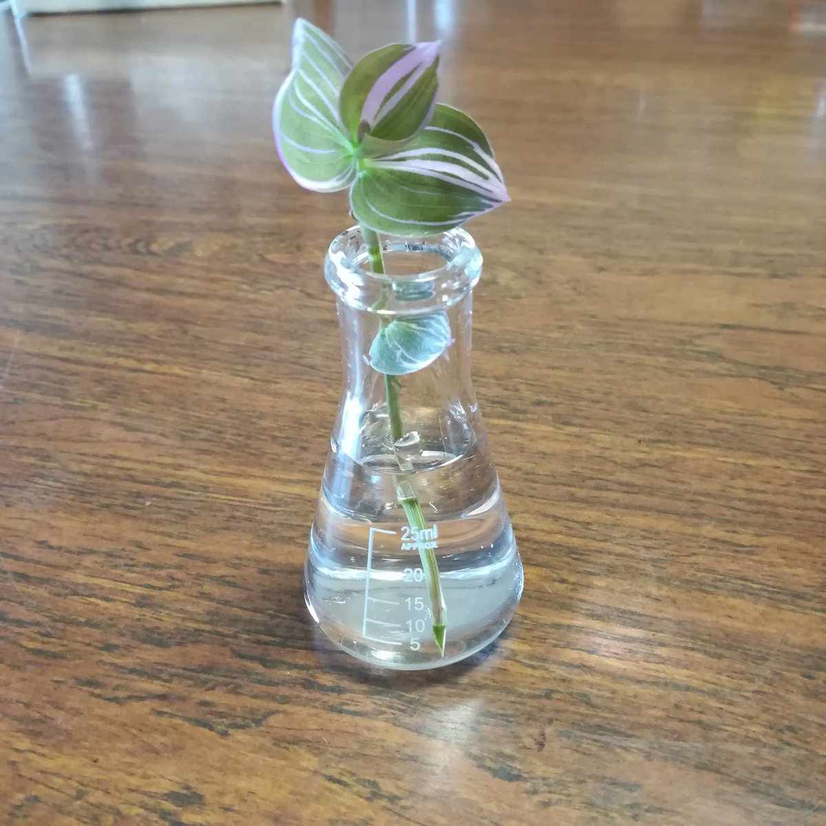 トラディスカンティア