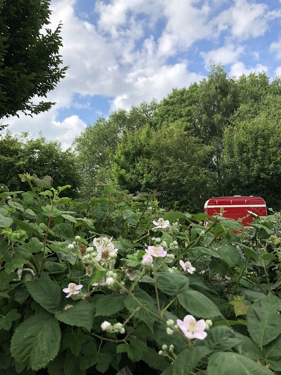 LRcoffeevan's tweet image. Only a waggle dance away 🐝 
Find us tonight @townfarmcamping 
4-7pm