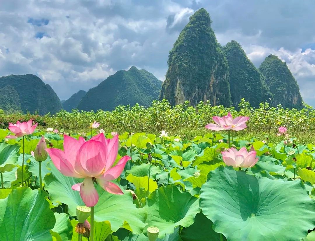 QQ1038095255's tweet photo. 这凯是广西 https://t.co/pHW7v4ptCj