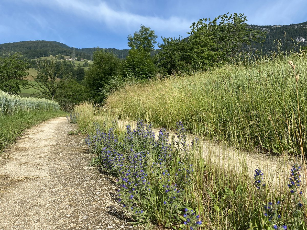 Guten Morgen Tweethearts - die Hunderunde 🐕 auf dem Juraweg mit Natternkopf als Bienenweide 🐝 in der Mitte 🍀