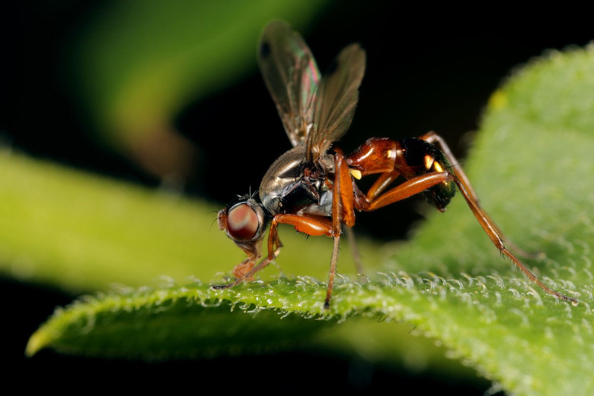 Natur_in_NRW's tweet photo. Sepsis punctum ist eine der großen Schwingfliegenarten. #Schwingfliegen erkennt man daran, dass sie auffällig mit ihren Flügeln herumrudern. Ihre Larven entwickeln sich in Dungfladen.
#natur #artenvielfalt #TwitterNatureCommunity #insekten #Diptera #nature #Sepsidae #insects https://t.co/sNzAf7kRlo