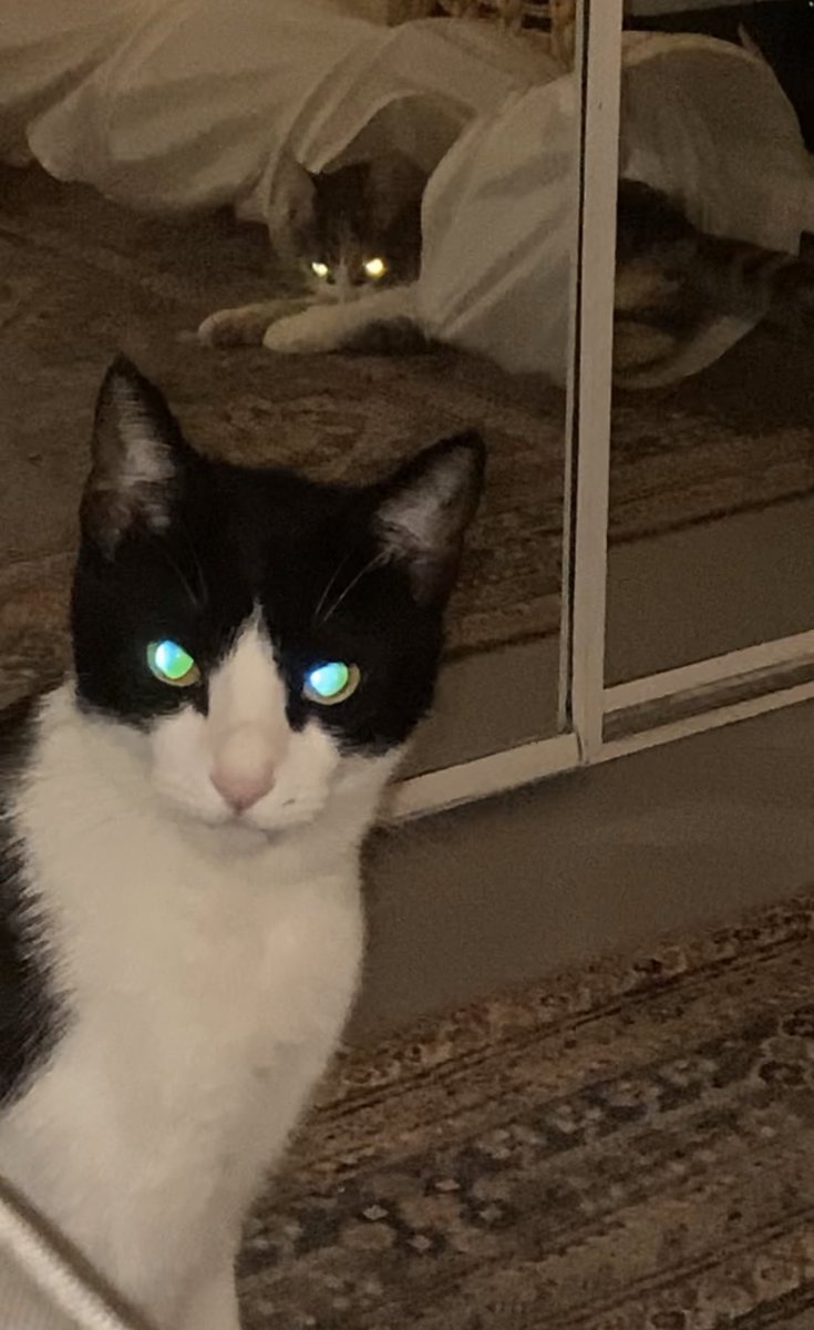 onehappyolive's tweet photo. SOS my cats look like they are going to murder me #CatsOfTwitter https://t.co/mNG7wrRNNc