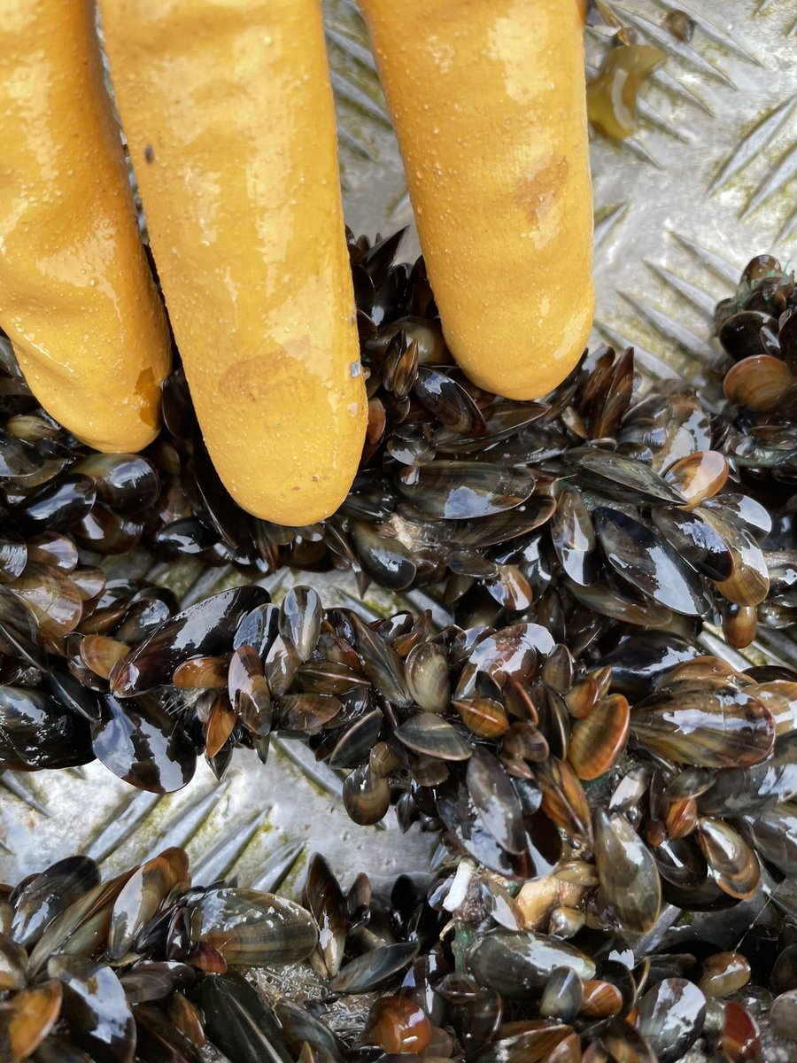 FarmersOfTheUK's tweet photo. We start the mussel life cycle by catching our own baby mussels or spat, and we catch these on spat collection rope spring/summer. If we get the timing and location right after a year the spat looks like this below. It doesn’t always go to plan…. https://t.co/8CQezYg0by