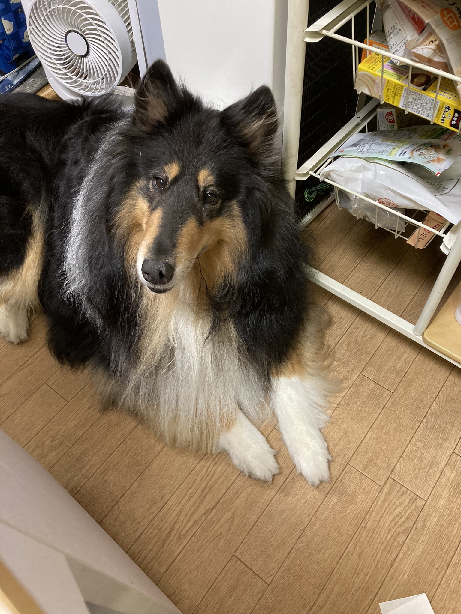 Hamazaki もはやヨーグルトメーカー買うべきか お犬様用ヨーグルト 2日で一箱 ちなみにお犬様は ワン 1ケージから出たい ワン 2ご飯 おやつ ワン 3その他要求吠え で飼い主をこき使います ラフコリー ラッシー ヨーグルト好き T Co