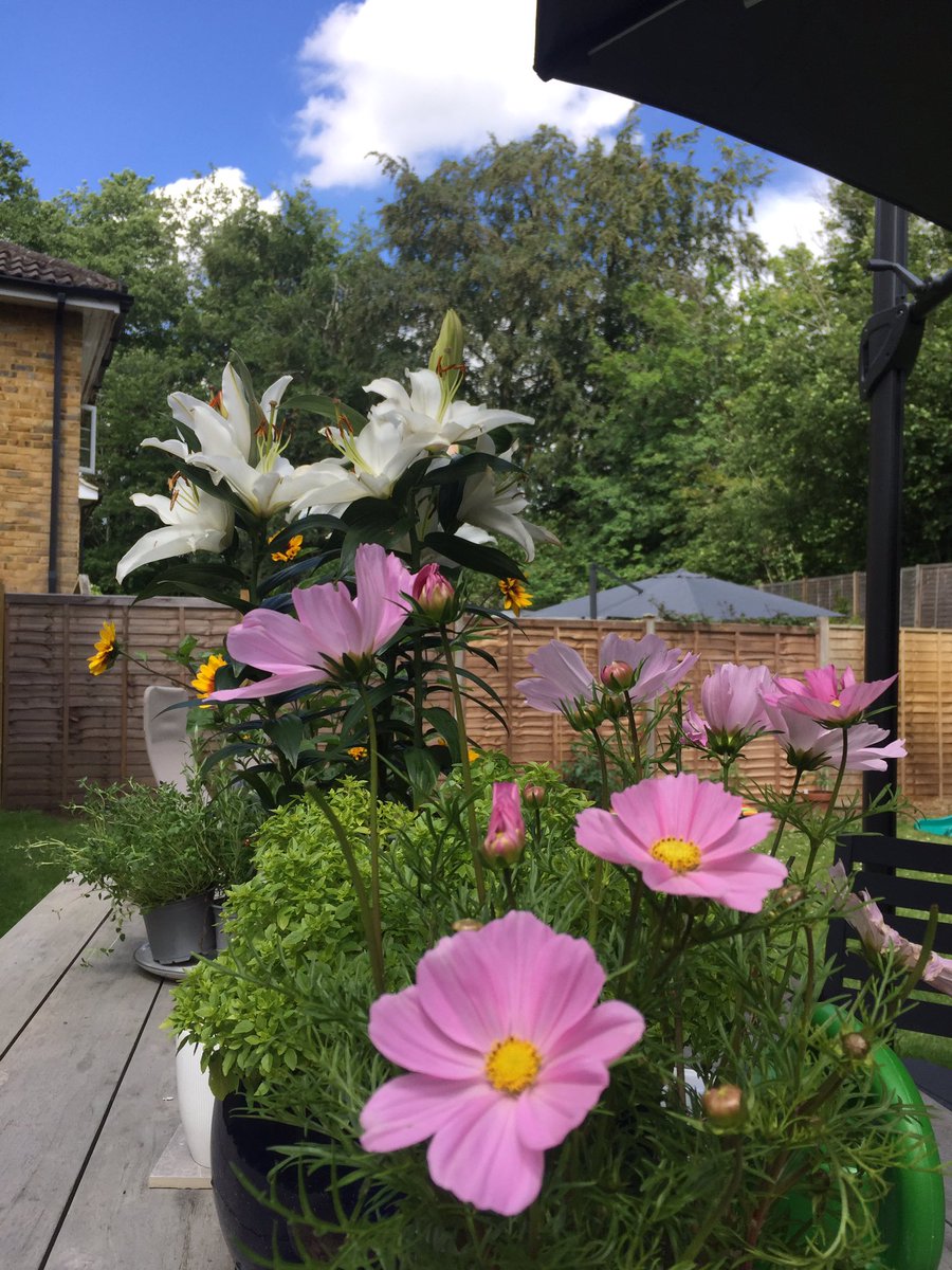 ロンパラ 小野雅子 A Twitter 相棒氏の長女ちゃんちは広い庭 が素敵 ガーデンテーブルに咲いてる大輪の白百合は サニー オキナワ という品種です 私はそこら辺に転がってたアヒル君と芝に生えてた雑草のデイジーとタンポポで テーブルにあったボウルに池を作って