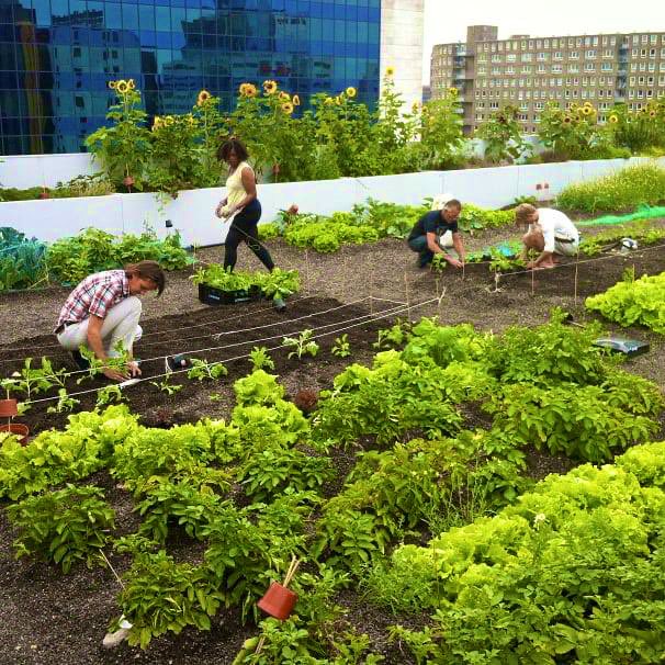 dirkjanjanssen's tweet photo. Los techos verdes pueden enfriar nuestras ciudades, prevenir inundaciones, aislar edificios para reducir el uso de energía e incluso pueden usarse como granjas urbanas.

Este techo en Rotterdam es una fuente de verduras y frutas frescas para el vecindario. https://t.co/x8N2FNPEwc